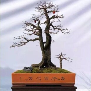 老鸦柿树桩盆景野柿子庭院观果植物母桩J盆栽绿植桩三年挂果裸根