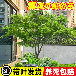 小叶鸡爪槭树苗大树原生红枫树苗盆栽园林庭院风S景树盆栽绿化苗