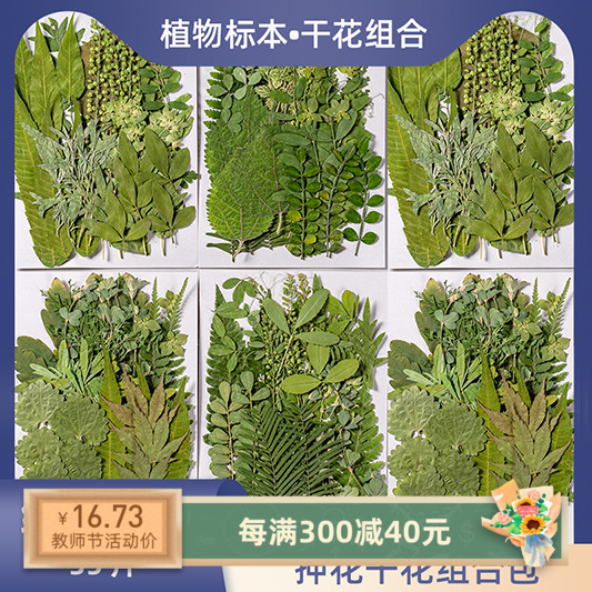 真树叶植物标本 幼儿园儿s童手工贴画压花DIY写真贴脸装饰干花妆图片