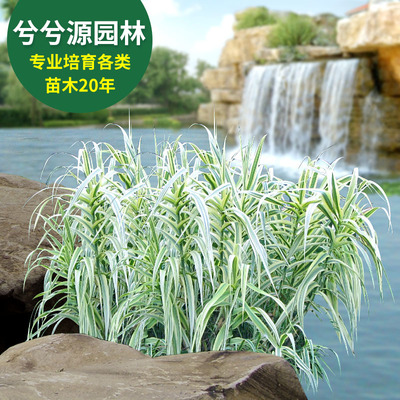 一件/10棵花叶芦竹庭院绿化水生植物 花叶芦竹竹净化水质