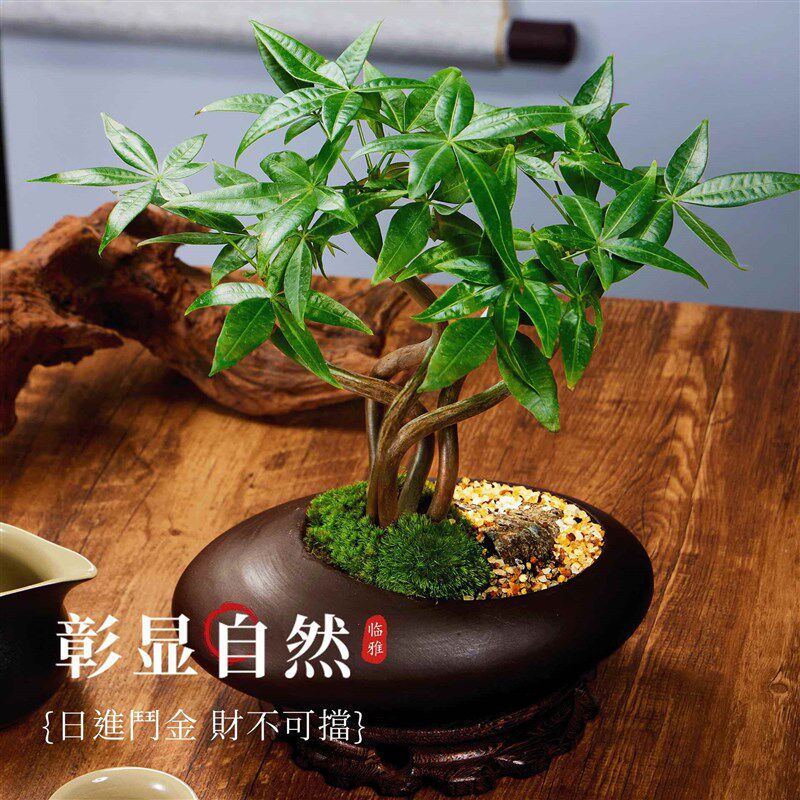 五福发财树新中式禅意盆栽x室内桌面造型盆景植物耐阴好松之禾