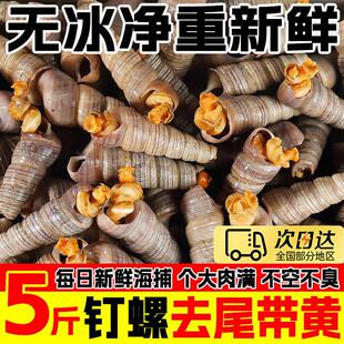 钉螺鲜活去尾大号锥螺无沙新鲜海螺丝捞汁小海鲜麻辣贝类包邮商用