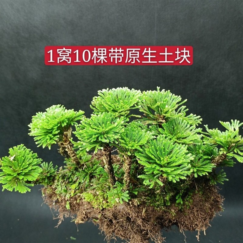 卷柏九死还魂草绿色盆栽微型迷你盆景创意绿植花卉百日晒假山造景