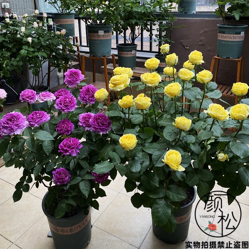 卡特琳娜黄色浓香切花玫瑰花苗阳台月季花盆栽花园花卉绿植物四季