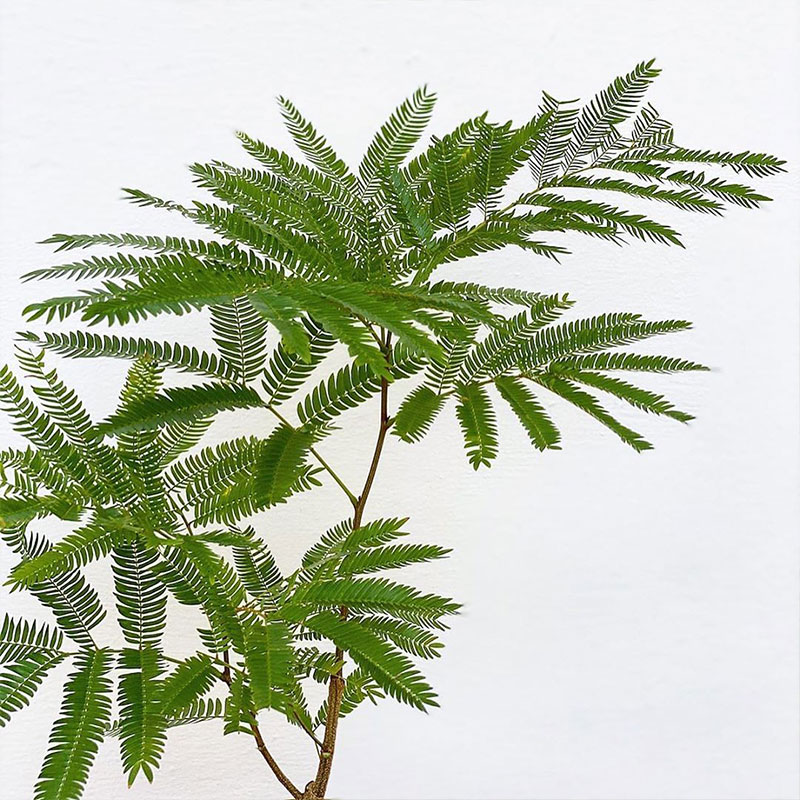 密叶猴耳环害羞猴中式庭院喜耐阴室内绿植网红观叶小盆栽 植迷者