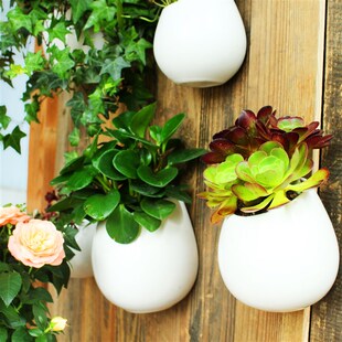 挂壁铜钱草绿萝垂吊植物水培器皿创意陶瓷挂墙多肉花盆墙上悬挂式