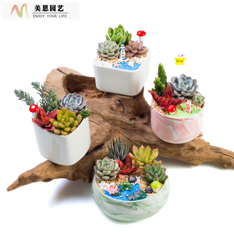 多肉陶瓷套装组合多肉植物组合盆栽套餐含盆含土DIY盆栽材料包邮