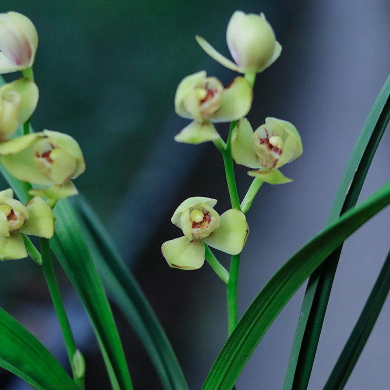 建兰荷瓣铭品兰花苗q君临天下花期6到11月份花卉绿植盆栽