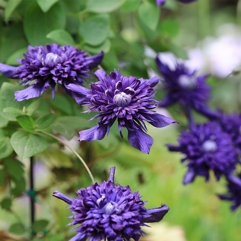 九重铁线莲花苗爬藤植物盆栽阳台庭院可爬墙花卉室内外花园绿植物