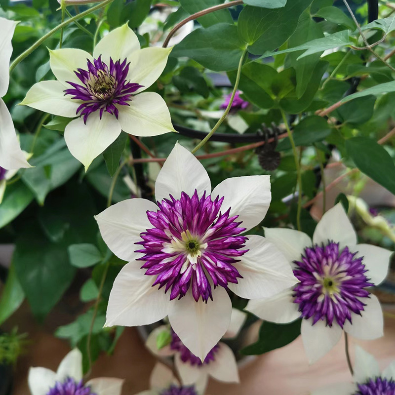 老幻紫铁线莲花苗盆栽爬藤花藤本皇后半重瓣大花丰花无刺攀援植物