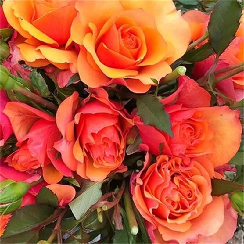 阳台【永远的爱帕索】橘红色双色玫瑰 黄色大花勤花艾帕索月季