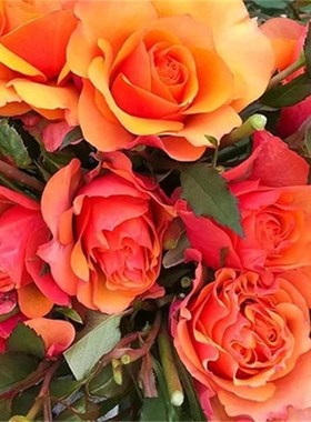 阳台【永远的爱帕索】橘红色双色玫瑰 黄色大花勤花艾帕索月季
