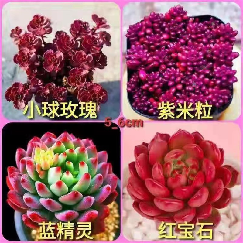 多肉套餐精品大颗好养老桩绿植花卉小苗肉肉花植物组合小盆栽清棚