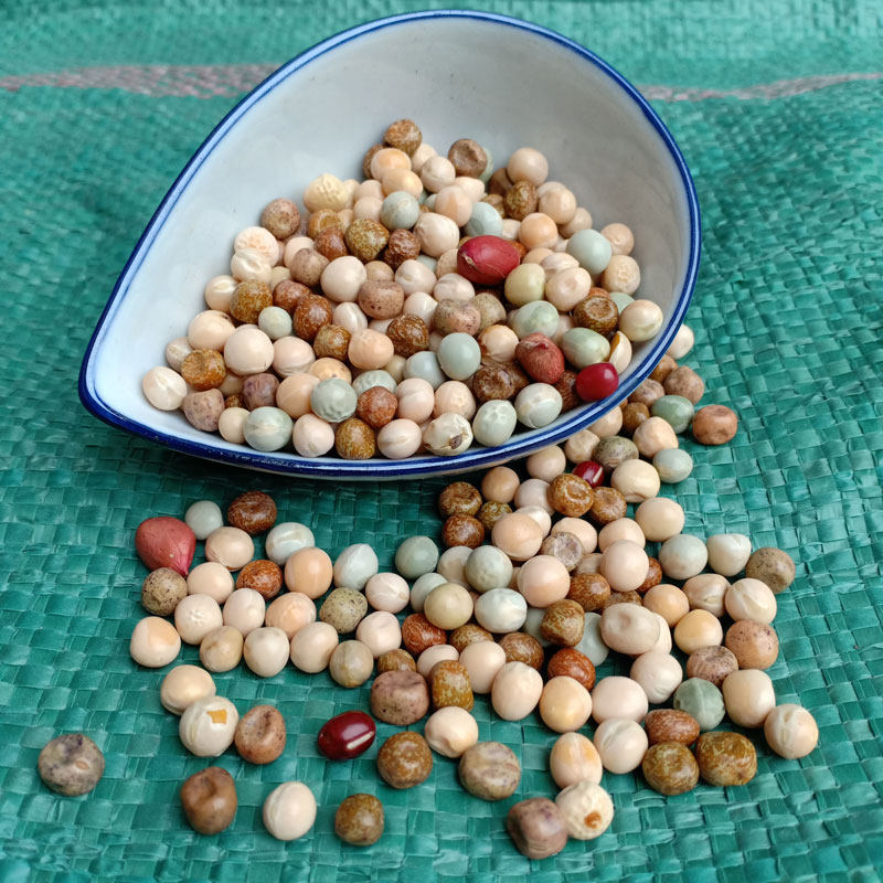 鸽子饲料混合豌豆10斤鸽粮食种鸽鸽粮信鸽 赛鸽鸽子料粮 鸽子食物