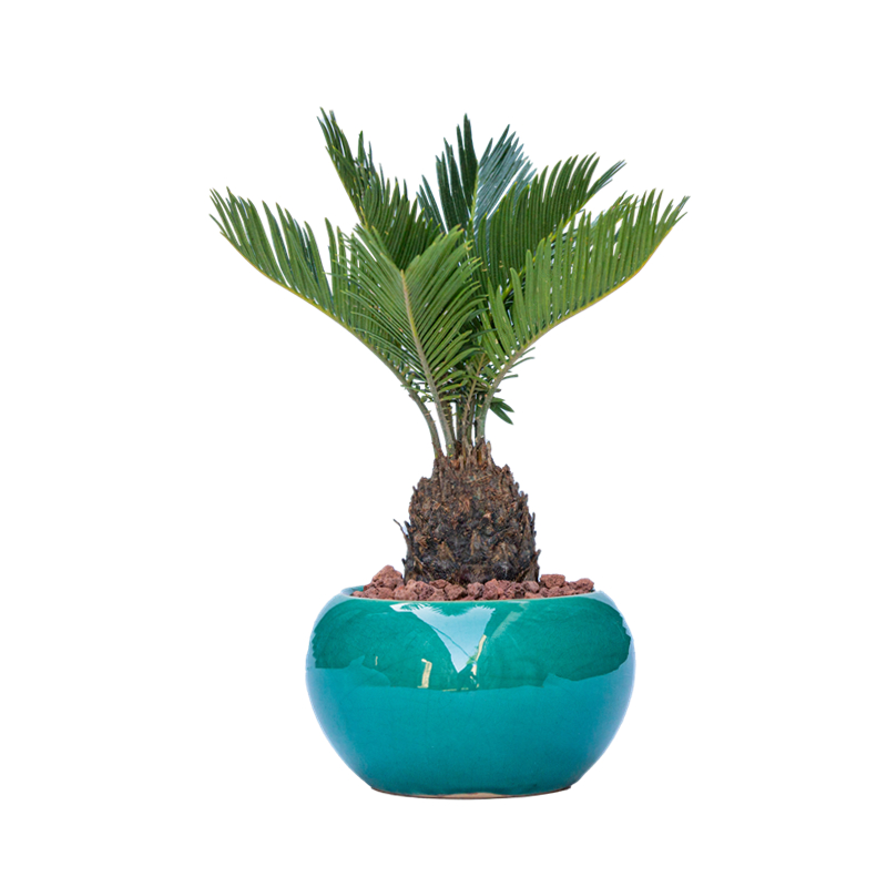 铁树盆景室内客厅阳台办公室茶几书桌面好养植物苏铁绿植耐旱盆栽