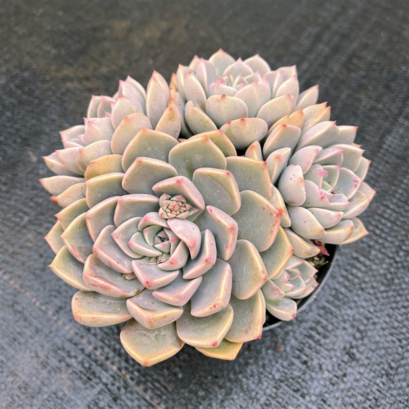 红粉佳人 一颗包邮 新年装饰礼物整桩群生多肉植物组合好养好过冬