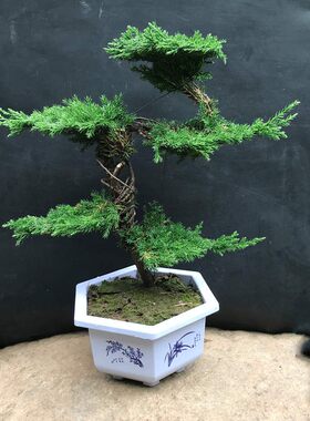 罗汉松盆景老桩小盆栽庭院造型地柏盘景绿植迎客松盆景真树苗植.