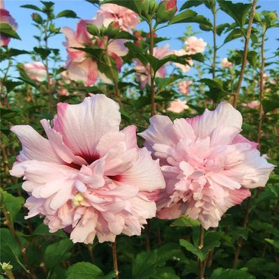 重瓣木槿花树苗北方耐寒花树室内阳台盆栽花卉蓝莓冰沙庭院地栽花