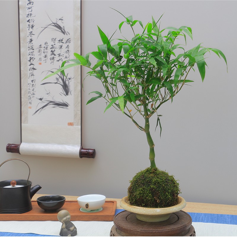 矮杆佛肚竹绿植盆栽盆景好养观赏竹书房办公室内绿植美观中式盆栽