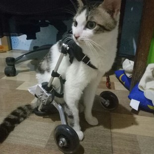 猫轮椅瘫痪猫代步车残疾猫辅助后肢锻炼车断腿狗猫宠物车宠物轮椅