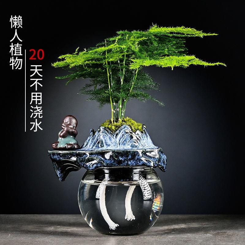 文竹栀子花水养创意懒人自动吸水盆栽花卉室内办公室网红创意植物
