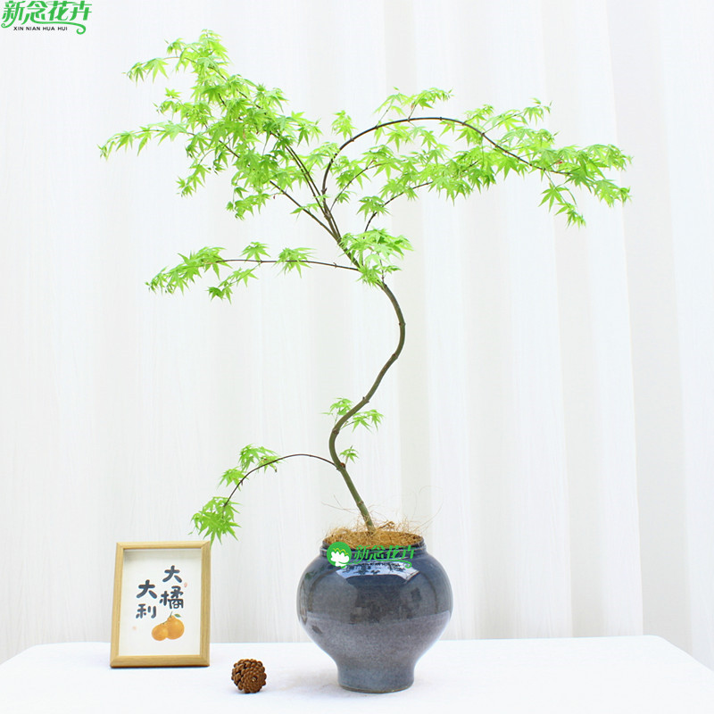 流泉枫盆栽盆景木植物室内桌面办公室茶桌客厅家庭老桩名贵绿植