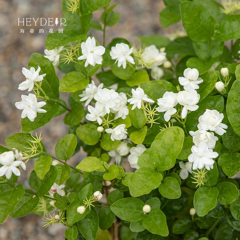海蒂的花园茉莉花盆栽花苗浓香切花阳台植物常绿四季好养花卉盆栽