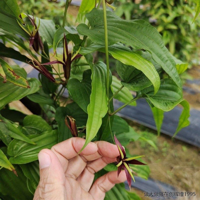 。薯 百部苗 九串根红种植苗百条根九重根苗新鲜天内