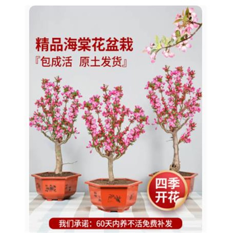 垂丝海棠花盆栽树苗老桩四季开花鲜花卉盆景绿植物室内年花好养活