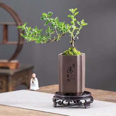 中式高款悬崖厚德载物花盆带托四方紫砂六月雪透气室内客厅小摆件