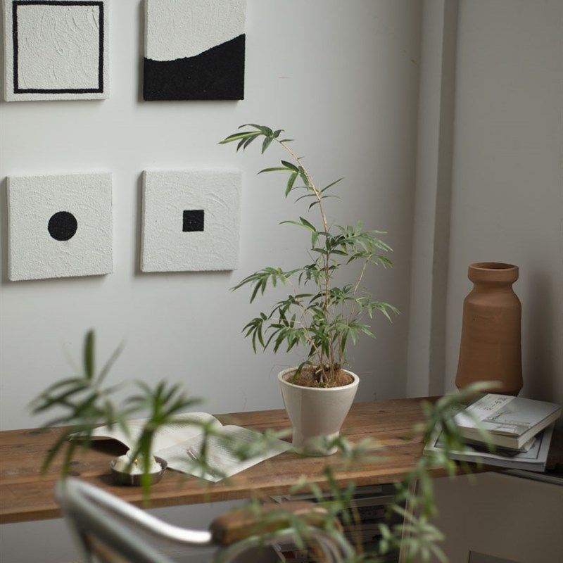 紫寒竹茶桌茶宠植物盆栽禅意新中式绿植室内桌面盆景竹子盆栽小众,鲜花速递/花卉仿真/绿植园艺,绿植,淘宝优惠券,粉丝福利购,淘宝优惠卷