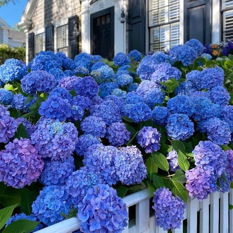 绣球花苗无尽夏花期长四季不断带花盆栽室内阳台庭院种植好养唯美,鲜花速递/花卉仿真/绿植园艺,绣球/木绣球/木本植物,淘宝优惠券,粉丝福利购,淘宝优惠卷