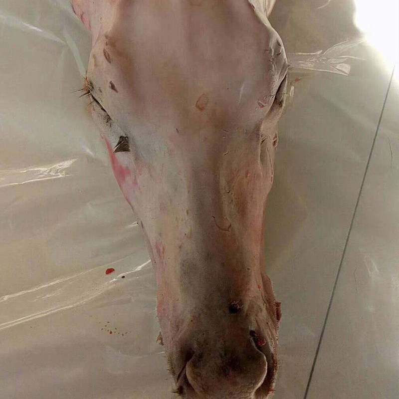 吉林梅鹿吉林头鲜鹿肉马鹿头鹿头新鲜鹿头 鲜鹿肉