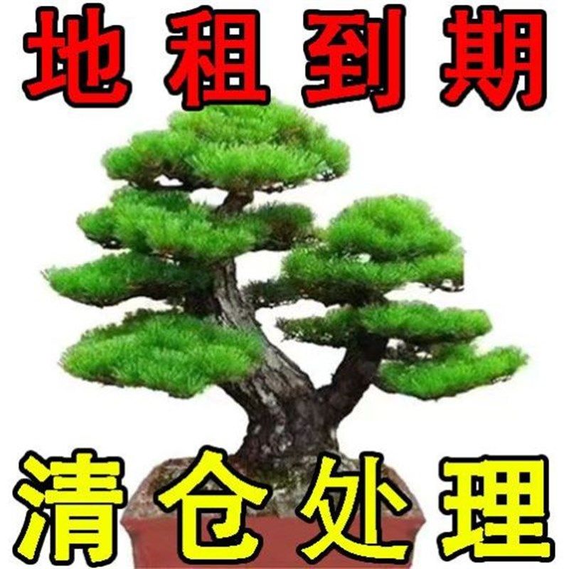 迎客松盆景室内外松树绿植卉小季地柏真树造型树老桩