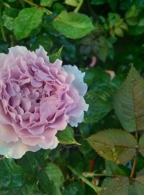 铃兰家  蜻蜓 月季紫色波浪边包对版浓香四季开盆栽花苗阳台花卉