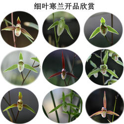 细叶寒兰连城兰花兰草盆景盆栽土绿植兰带草植物花苞易养活办公室