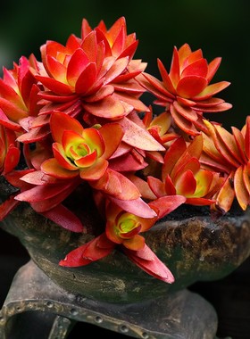 火祭红色多肉植物一物一拍包邮老桩群生向阳派多肉园艺花卉