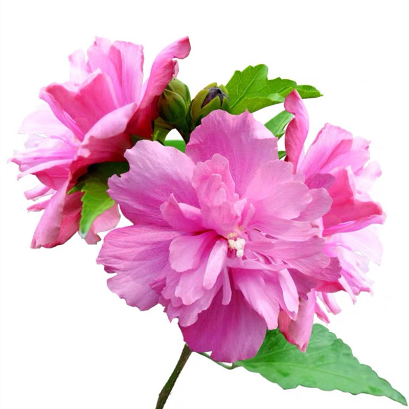 木槿花树苗重瓣丛生木槿小苗庭院别墅大型耐寒盆地栽绿化风景花苗