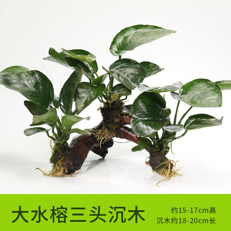 鱼缸淡水热带鱼新手造景懒人沉木三头无需底砂阴性草增氧水榕水草
