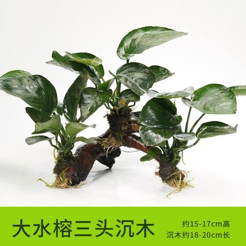 鱼缸淡水热带鱼新手造景懒人沉木三头无需底砂阴性草增氧水榕水草