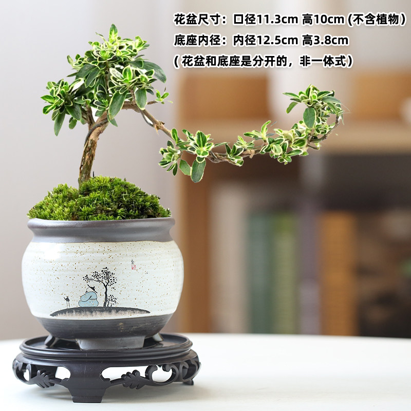 文竹紫砂盆景盆陶瓷小榕树菖蒲蝴蝶兰吊兰花小叶紫檀盆栽多肉花盆,鲜花速递/花卉仿真/绿植园艺,花盆,淘宝优惠券,粉丝福利购,淘宝优惠卷