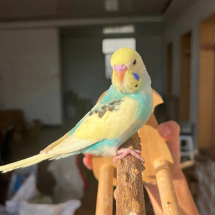 特色金彩大头虎皮鹦鹉活鸟手养亲人幼崽小鸟宠物雏鸟好养活会说话