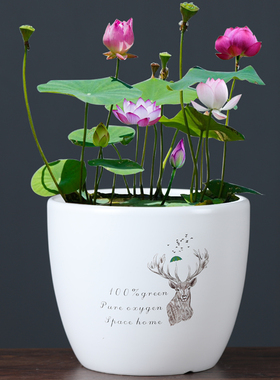 简约大号荷花缸莲花专用陶瓷水培铜钱草花盆无孔水养睡莲碗莲盆缸