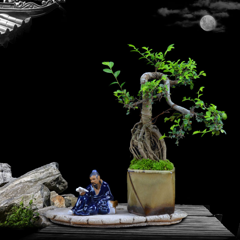 小叶榆树盆景树桩卧室办公室造型盆景美观绿植盆栽净化空气包邮