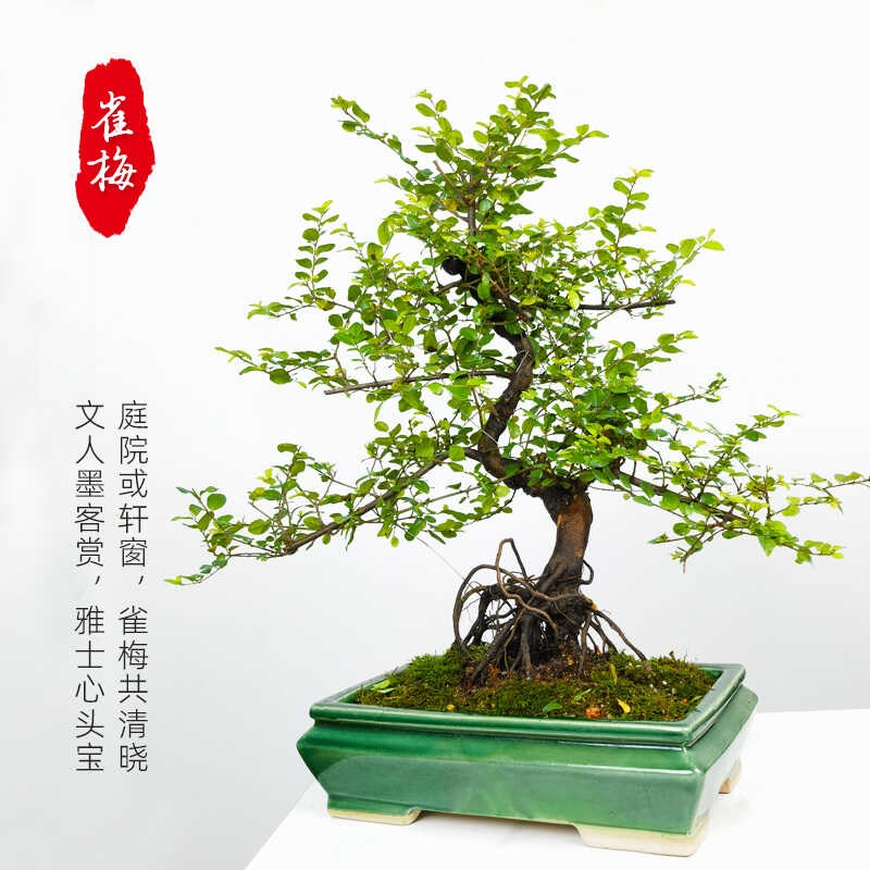 罗汉松盆景造型老桩九里香盆栽六月雪清香茶几木桌面摆件小叶雀梅