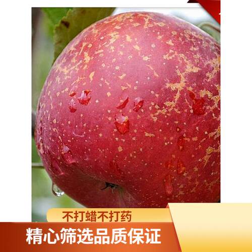 云南原产地脆甜高山新鲜苹果水果正宗当季多汁现摘5斤10斤包邮