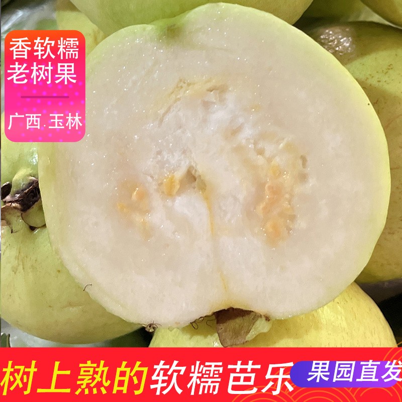 广西奶油软心芭乐5斤3斤软心芭乐原产地直发高山老树果