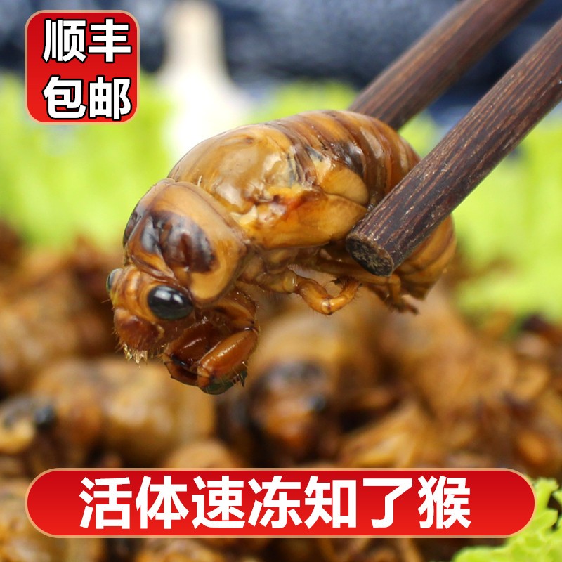 冷冻山东知了猴有复眼速冻金蝉爬叉嫩白蝉按只售卖黑蚱蝉