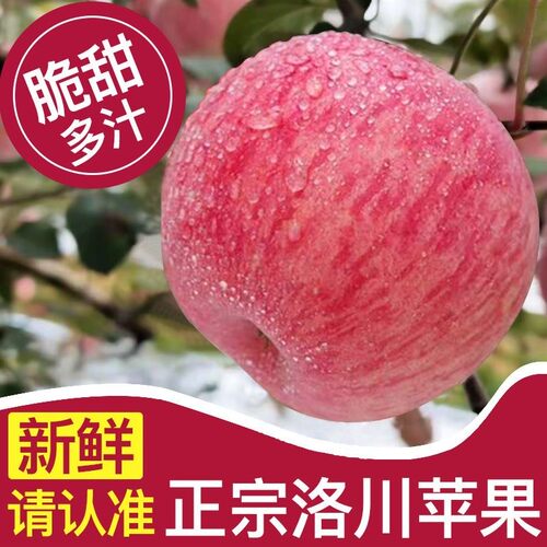 现摘现发产地直发洛川苹果红思尼克新鲜现摘红富士苹果脆甜多汁
