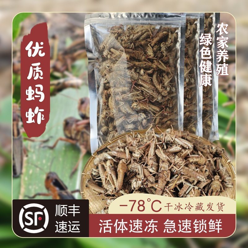 三只蚂蚱优质纯母去翅蚂蚱绿色冷冻新鲜生鲜速冻蚂蚱基地直发